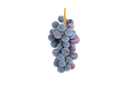 a grape of blue grapes isolated on white background