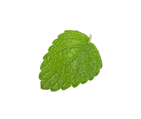 sheet of refreshing mint isolated on white backgroundの写真素材