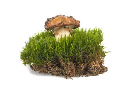 mushroom and green moss isolated on white background