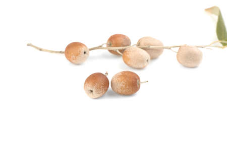 olives Elaeagnus angustifolia on a white background