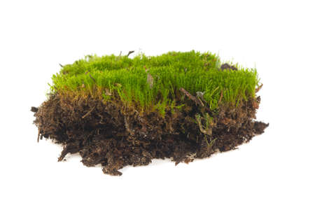 piece of moss isolated on white backgroundの写真素材