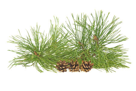 Fir tree branch isolated on a white background