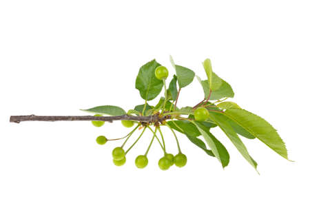 sweet cherry branch with leaves large and small on a white background, isolated.の写真素材