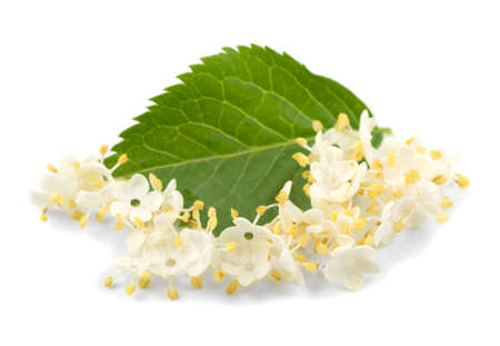 Elderberry flowers on a green leaf on a white background, isolated.の写真素材