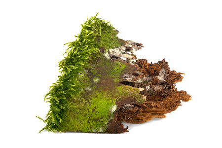 Green moss and mold on wood, isolated on white background.