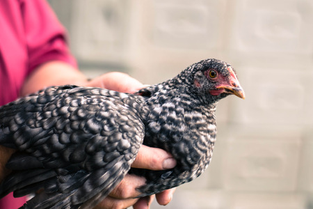 Young chickens in the cageの写真素材