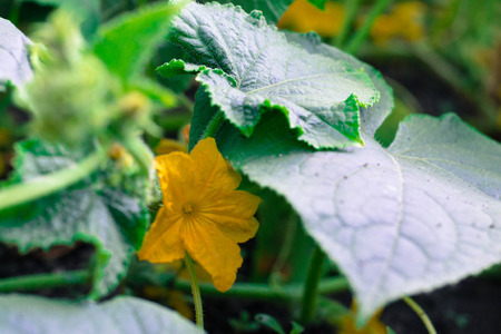 Blossom of Boston pickling cucumber growing on vineの写真素材