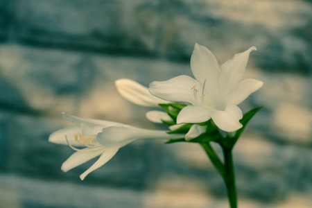 Beautiful white flowers Host, botanyの写真素材