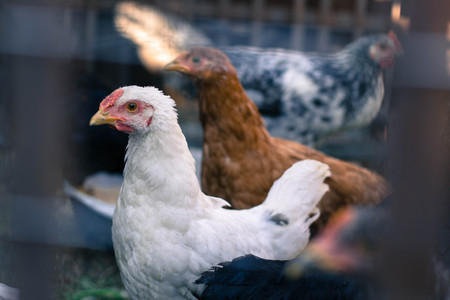 Young chickens in the cageの写真素材