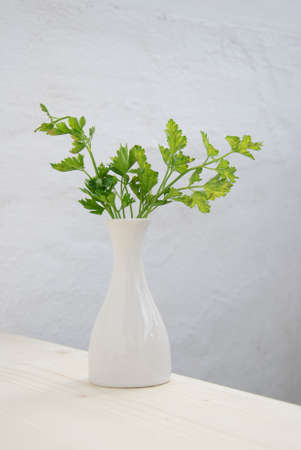 Bunch of parsley on white textured wall and wood background.の写真素材