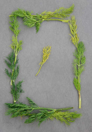 Fresh dill on dark stone background. Background Frame. Above View.の写真素材