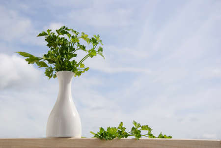 Bunch of parsley with blue sky and clouds background.の写真素材