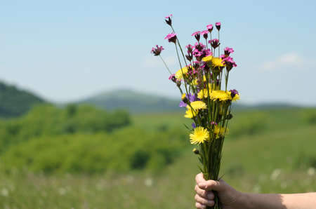 Woman hand holding spring flowers in nature. の写真素材