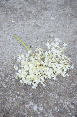 Elderflower on concrete background.の写真素材