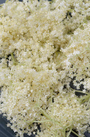 Elder Flower. Shallow depth of field.の写真素材