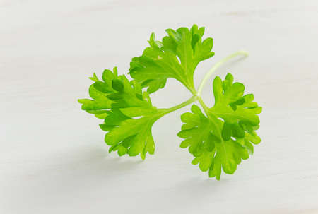 Fresh curly parsley on light wooden backgroundの写真素材