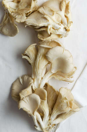 Pleurotus mushrooms over white cloth, above viewの写真素材
