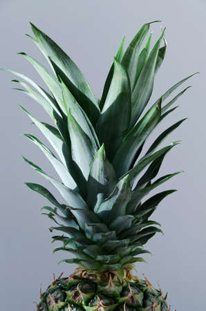 Pineapple leaves close up on bluish backgroundの写真素材