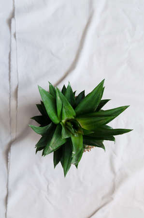 Pineapple leaves over white cloth, above viewの写真素材