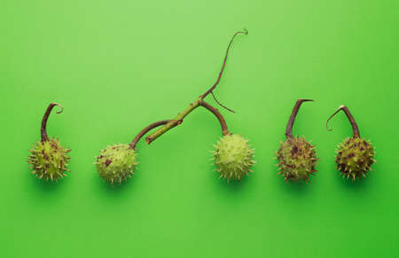 Green Chestnuts organized in a row over green background, above viewの写真素材