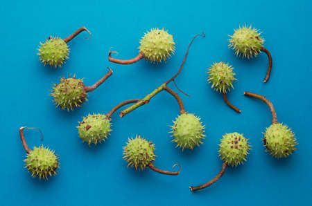 Green Chestnuts over bright blue background, above viewの写真素材
