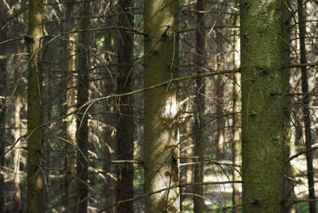 A fir forestの写真素材