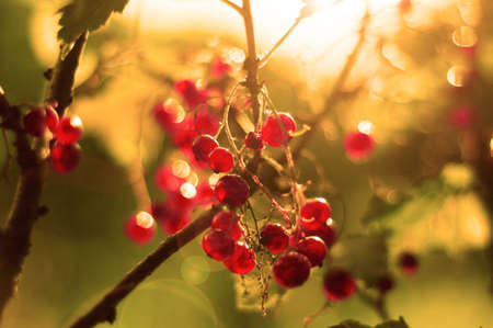Redcurrants on a bush in a garden.の写真素材