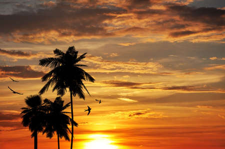 Wonderful sunset with glowing clouds and trees shadowsの写真素材