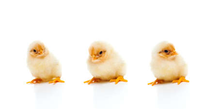 Three  small and fluffy newborn chicks, isolated on white backgroundの写真素材
