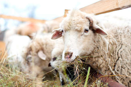 Sheep eating grass and hay in a rural farmの写真素材