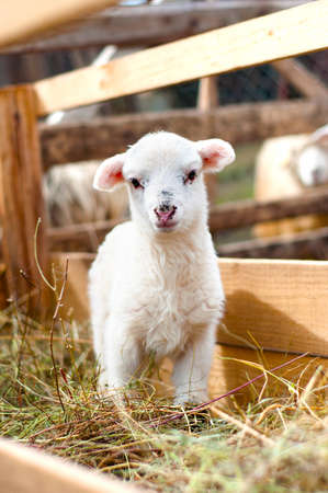 Very young lamb barely standing, eating grass and staring at cameraの写真素材