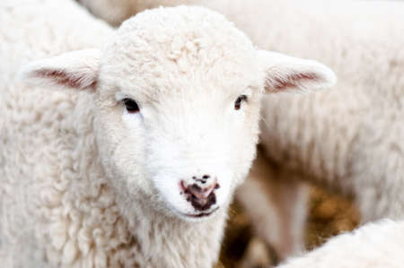 Curious Young lamb staring at camera, smilingの写真素材