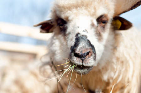 A sheep within a mob eating some grassの写真素材