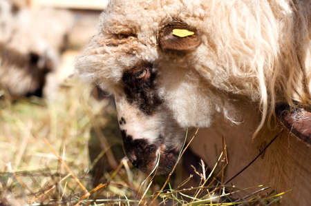 Female sheep eating in byre with the flockの写真素材