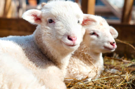 young lambs smiling and looking at camera while sleepingの写真素材