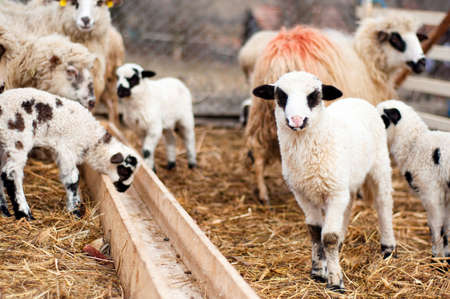 Young lambs playing and eating around at local, rural farmの写真素材