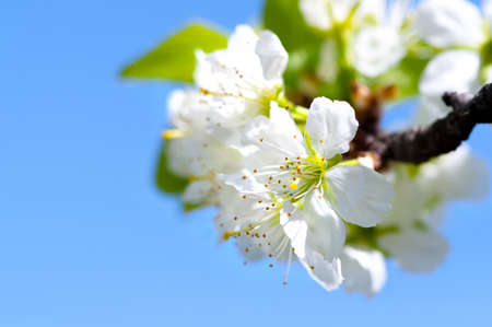Blossoming branch of apple against the blue sky and green leavesの写真素材