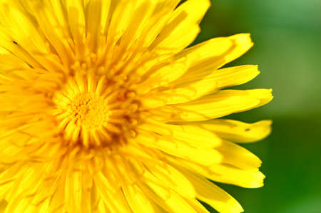 Close-up of yellow, young dandelion with green summer backgroundの写真素材