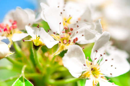 Close-up of beautiful white spring, apple flowers with colorful background and blue skyの写真素材