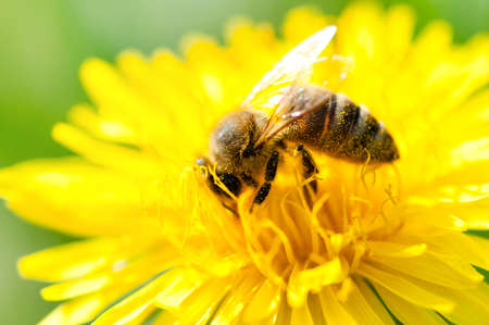 close-up of a Honey bee collecting pollen from a yellow flowerの写真素材