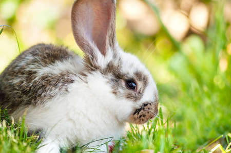 Little white rabbit or bunny sitting in grass with green backgroundの写真素材