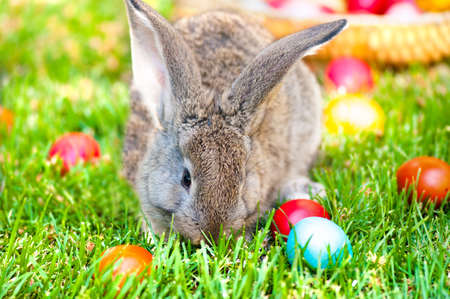 Little grey bunny or rabbit playing in the meadow with the easter eggs, in the courtyard farmの写真素材