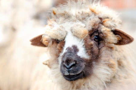 Close-up of baby sheep smiling at camera while eatingの写真素材