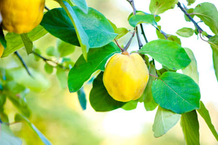 Fresh, bio, sweet and healthy quinces on tree at local farm, with sun rays and green backgroundの写真素材
