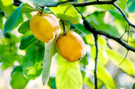 Two healthy quicens on local tree in garden on agriculture field with green backgroundの写真素材