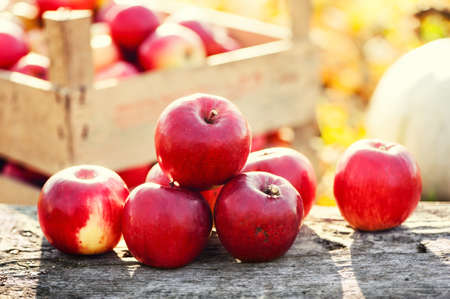 Red group of apples form autumn golden harvest. Organic fruits and colorful fall backgroundの写真素材