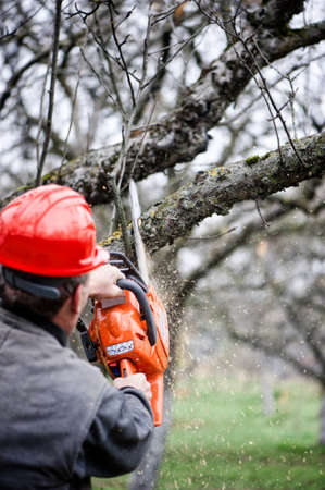 Adult cutting trees with chainsaw and tools