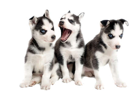 sleepy 5 weeks old siberian puppies isolated on whiteの写真素材