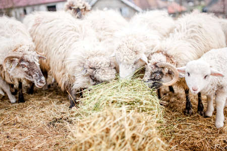 lambs and sheep eating grass in farm