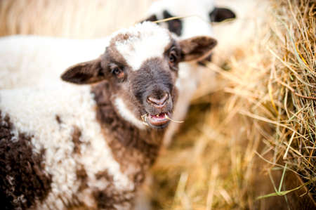 young lambs eating grass and hay の写真素材